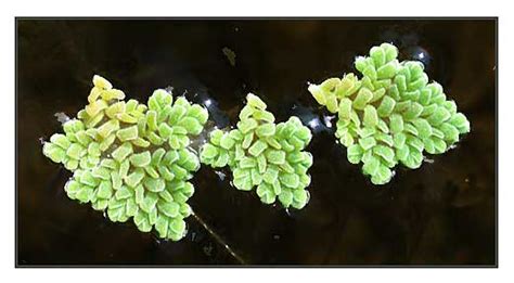Asola, Azolla pinnata, WATER FERN, Man chiang hung: Philippin.
